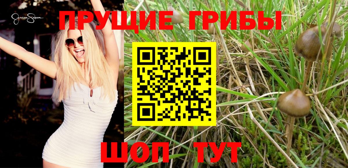 Ишим  Псилоцибиновые грибы Magic Shrooms  наркошоп  Вход с VPN 